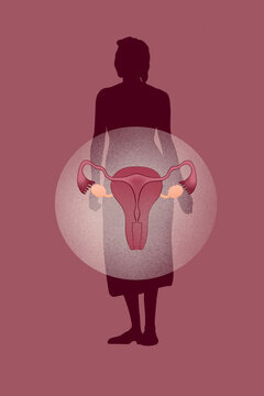 Female reproductive system illustration