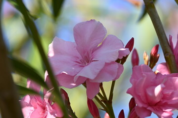 soft pink oleander