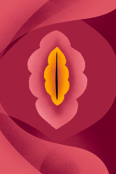 Vulva illustration