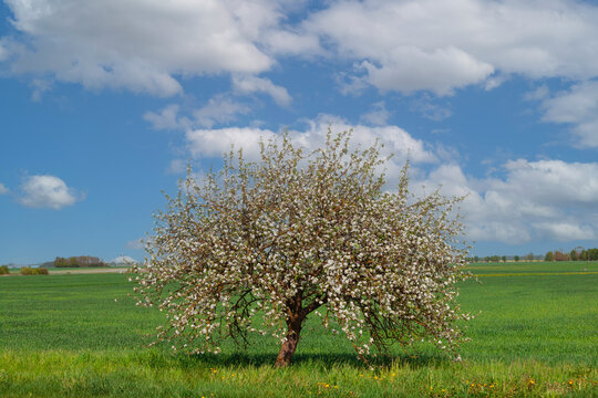 Blooming tree in a green field in spring. White flowers against a blue sky with clouds. A bright optimistic image of nature. Forest on the horizon on a warm day. Latvia
