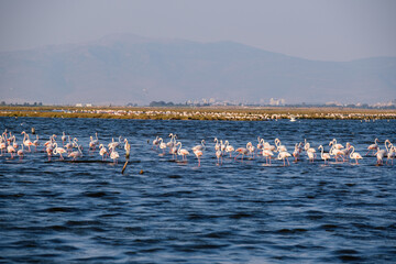 Fototapeta na wymiar flamingo flock and seagulls in the bay