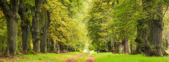 Avenue of Old Linden Trees in early autumn