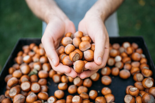 Hands with nuts