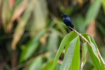Fototapeta premium Black Drongo (Dicrurus macrocercus) in nature