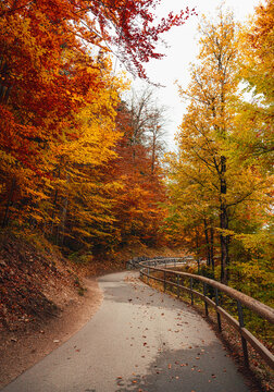 a lane in the upland between the trees with orange leaves in the atmospheric time of the golden autumn