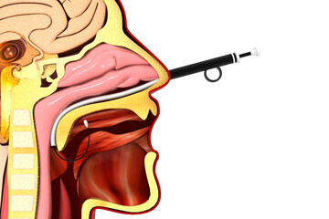 Diagnostic Nasal Endoscopy. Head cross section. 3d illustration - obrazy, fototapety, plakaty