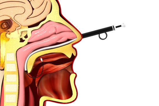 Diagnostic Nasal Endoscopy. Head Cross Section. 3d Illustration