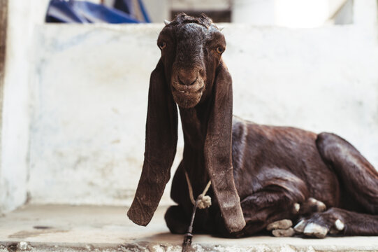 The Long Eared Goats From India