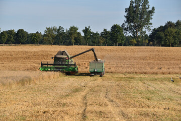 Obraz premium Harvest in the field, harvester during harvest