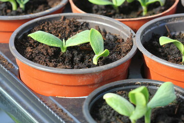 Growing young and green pumpkin seedlings in pots, Gardening background