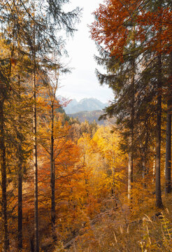 golden autumn in the forest with orange leaves on trees