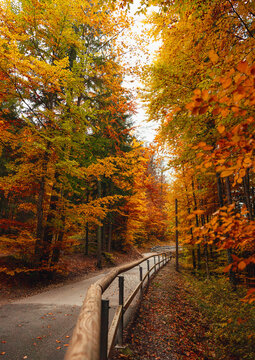 a lane in the upland between the trees with orange leaves in the atmospheric time of the golden autumn