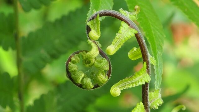 New spiral leaf fern in nature