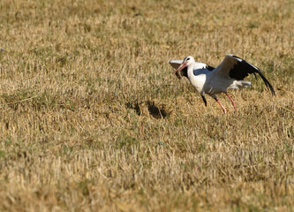 Naklejka premium stork with prey in the stubble field