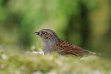 Dunnock sitting on the ground. Wildlife scene from spring nature.  Prunella modularis. WQildlife scene with song bird.