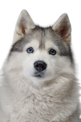 Fototapeta premium Siberian Husky with blue eyes. dog on a white background . Obedient pet 