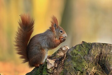Naklejka na ściany i meble Art view on wild nature. Cute red squirrel with long pointed ears in autumn scene . Wildlife in November forest. Squirrel sitting on the stump. Sciurus vulgaris