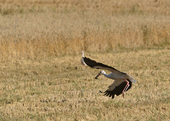 Obraz premium stork with prey in the stubble field