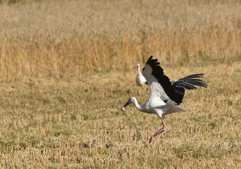 Obraz na płótnie Canvas stork with prey in the stubble field