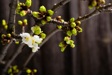 first cherry flower blossoming indoor, home decoration, macro