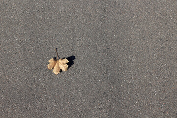 Autumn leaf on the urban gray asphalt. Minimalistic background