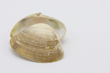 Sea shell isolated on a white background, Seashell on white background