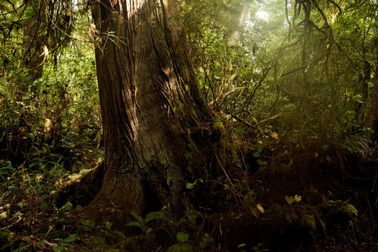 Old growth trees in the rain forest.