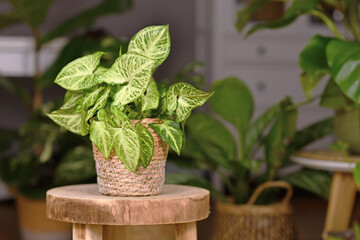 Tropical 'Syngonium Podophyllum Arrow' houseplant in basket pot indoors on wooden coffee table