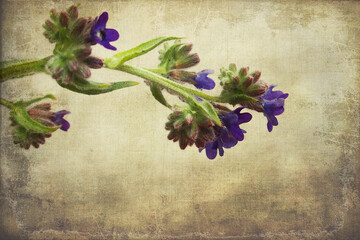  summer field flower in natural habitat on a smooth interesting background