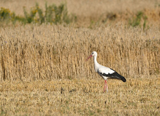 stork  in the stubble field