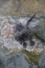 Cute muskrat on the rocks near the river