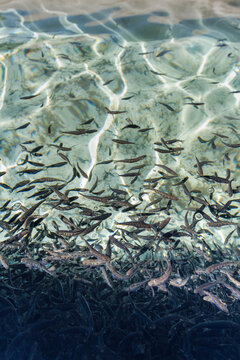Many Juvenile Trout Fish in Hatchery