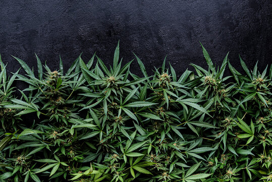 Cannabis plant pattern