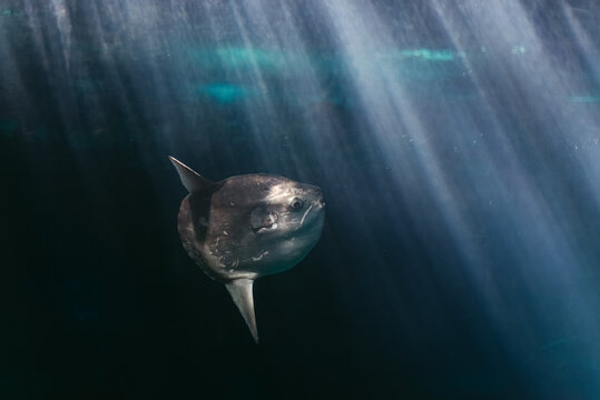 Ocean sunfish swimming in deep water