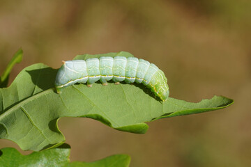 Caterpillar of the Svensson's copper underwing (Amphipyra berbera), family owlet moths (Noctuidae) feeding on an oak leaf in a Dutch garden. Netherlands, Spring, May.