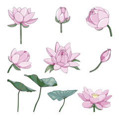 Water lily set. Collection floral decorative design elements for wedding invitations and birthday cards. Flowers, leaves and buds.