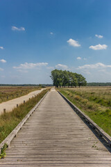 Fototapeta na wymiar Wooden bicycle bridge in national park Dwingelderveld, Netherlands