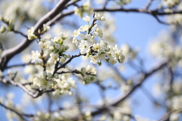 pring, tree, blossom, flower, cherry, nature, branch, white