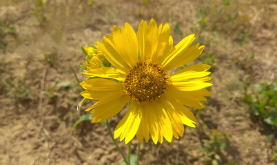 selective focus on yellow flower 