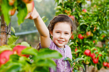 Portrait of little schoool girl in colorful clothes and rubber gum boots with red apples in organic...