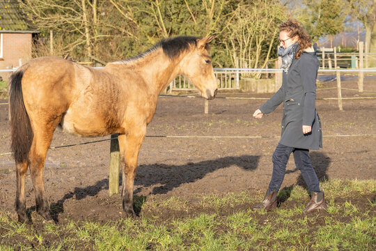 Female socializes a 6 month old foal in the pasture. She wears outdoor clothing in the winter