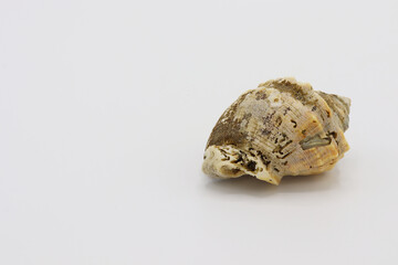 Sea shell isolated on a white background, Seashell on white background