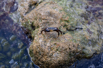 A sea crab crawls along a rocky shore