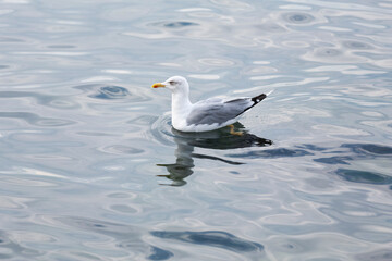 Sea gull swims on the waves