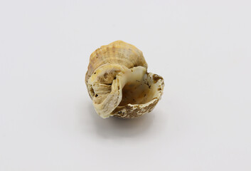 Sea shell isolated on a white background, Seashell on white background