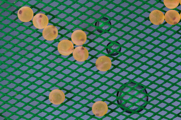 Trout Roe in Fish Hatchery