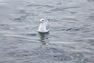 Sea gull swims on the waves