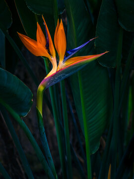 Bird of Paradise
