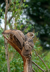 A Eurasian Eagle Owl or Eagle Owl. Land on a stump. With spread wings one wing bent over the stump. Seen from the side in the forest