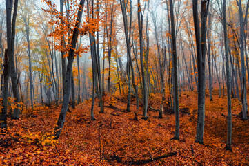 Fototapeta premium Fantasy foggy forest trees in the autumn mountains